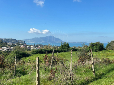 Terreno Agricolo in Via Scalandrone Snc, Pozzuoli (NA)